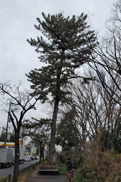 20200227_josui-walk_18.jpg