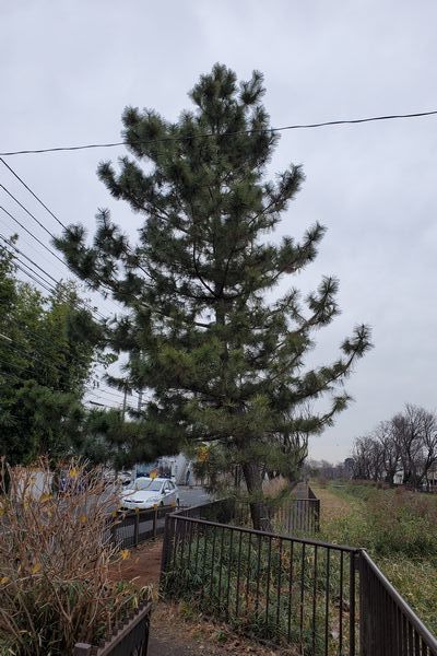 20200227_josui-walk_23.jpg