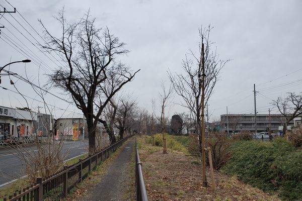 20200227_josui-walk_24.jpg