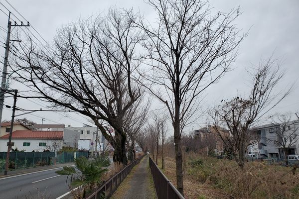 20200227_josui-walk_26.jpg