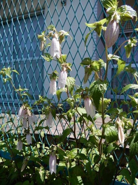 20200526_tokura_01.jpg