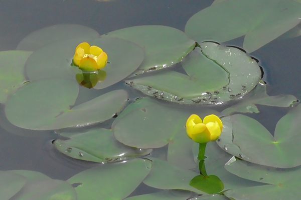 20200623_higashi-gyoen_23.jpg