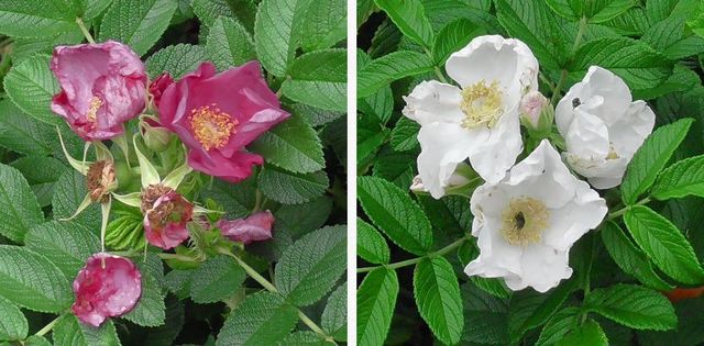 20200623_higashi-gyoen_w_04.jpg