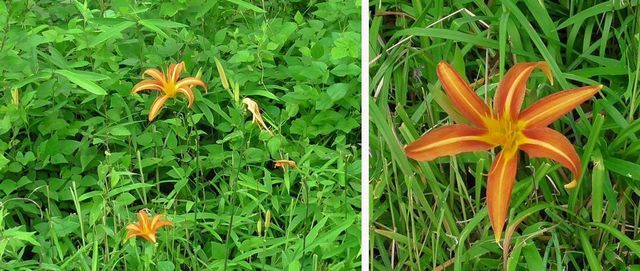 20200623_higashi-gyoen_w_18.jpg