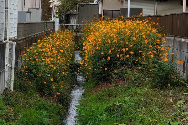 20201016_yamamomo_08.jpg