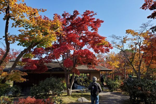 20201113_showa-koen_04.jpg