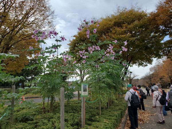 20201120_koganei_07.jpg