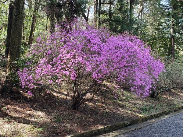 20210329_sakura_04.jpg