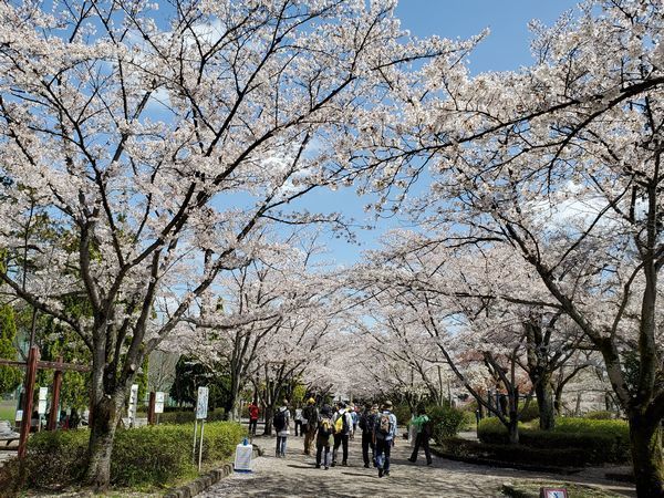 20210329_sakura_08.jpg