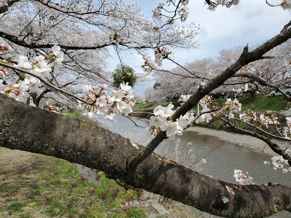 20210329_sakura_10.jpg