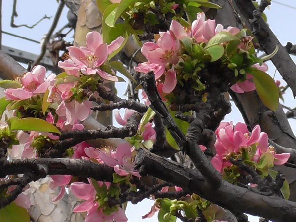 20210329_sakura_11.jpg