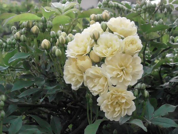 20210403_kodaira_01.jpg