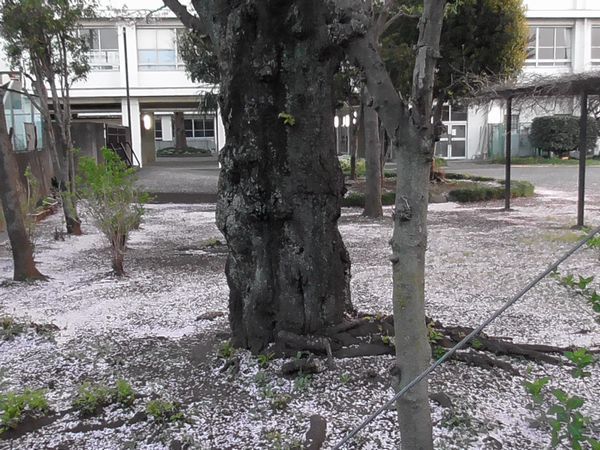 20210403_kodaira_07.jpg