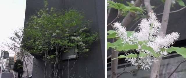 20210403_kodaira_w_04.jpg