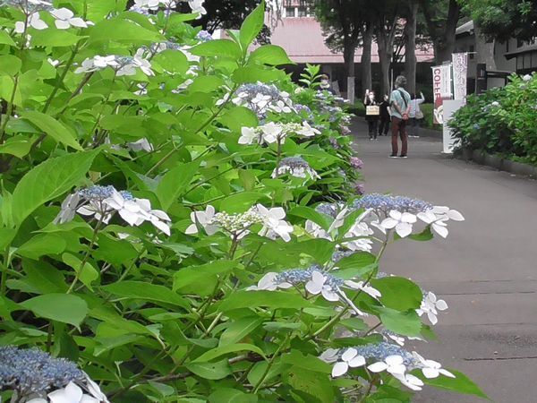 20220623_tamani-walk_15.jpg
