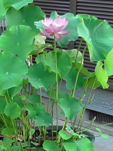 20220629_kodaira_07.jpg