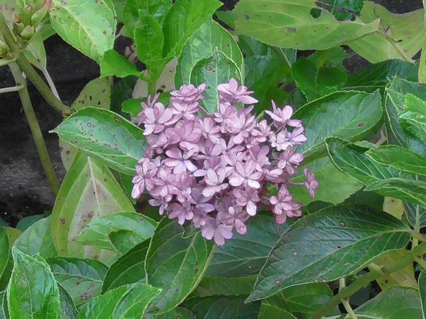 20220926_kodaira_03.jpg