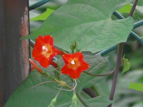 20220927_kodaira_02.jpg