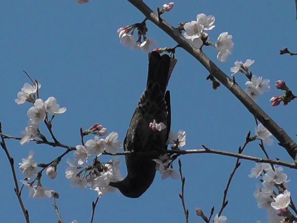 20230322_josui_04.jpg