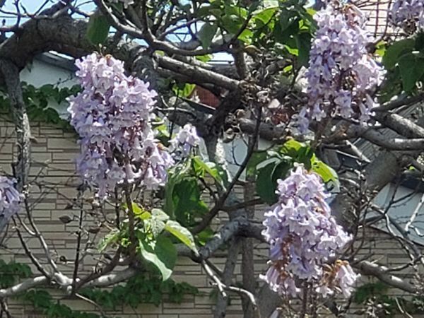 20250429_kokubunji_02.jpg