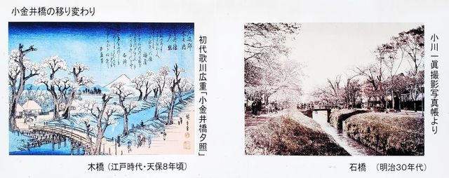 koganei-hashi-pic.jpg