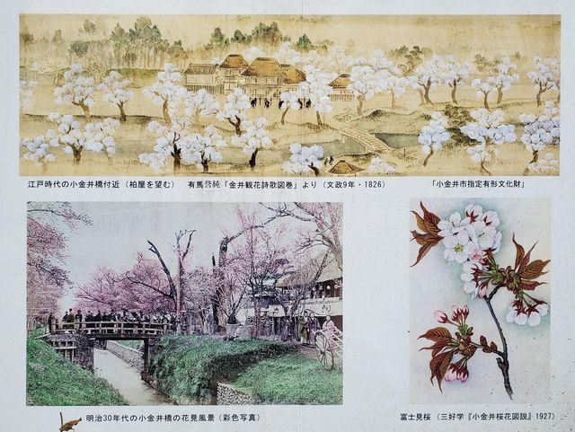 sakura-photo.jpg